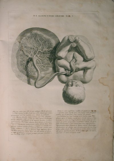 Albinus, Uterus II, Pl. V, illustration from 